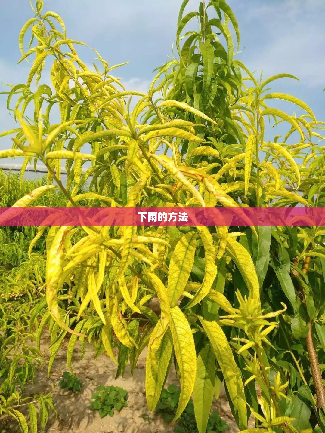 下雨的方法/怎么下雨啦 下雨的方法/怎么下雨啦